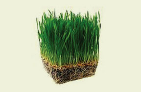 Turfgrasses